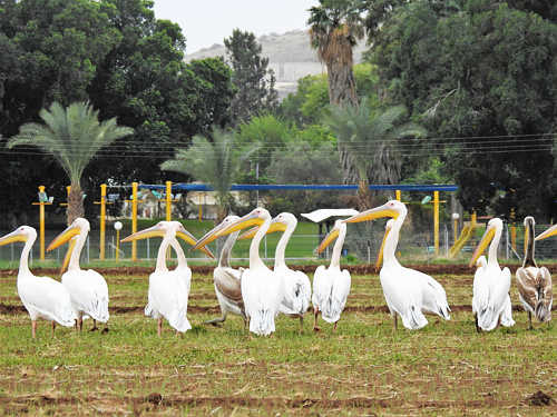 שקנאים בנווה-אור